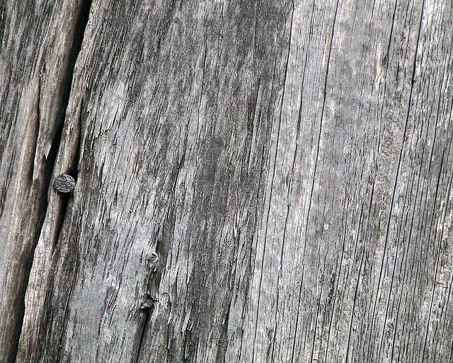 old wood with nail
