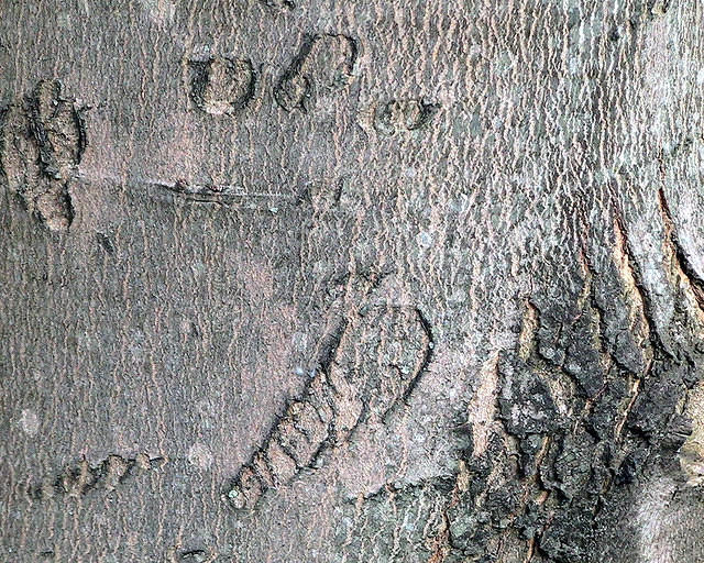 Silver Maple Bark