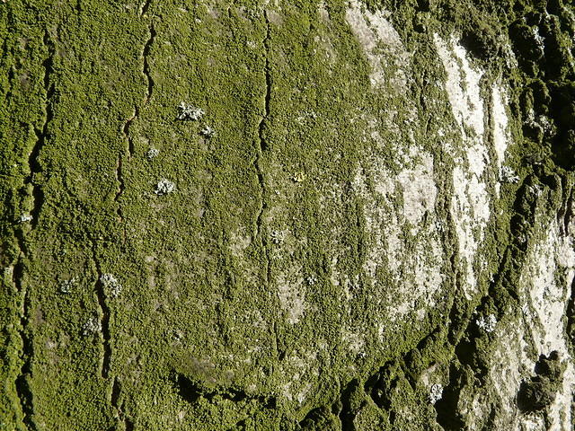 P1170681