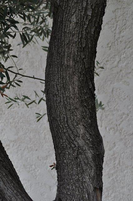 TT_DSC_6851