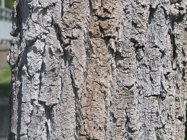 bark_002