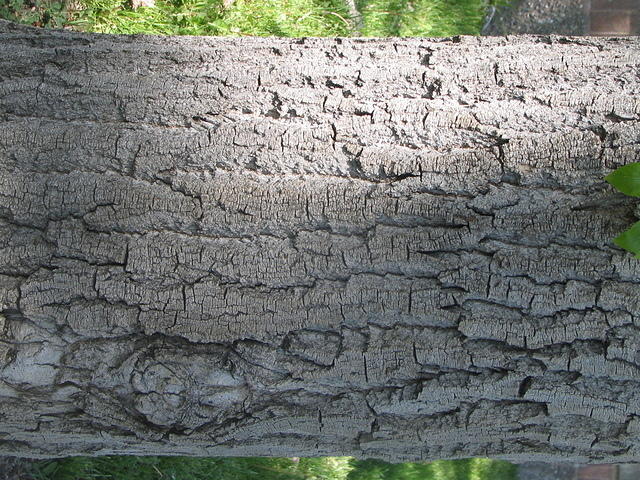 bark_004