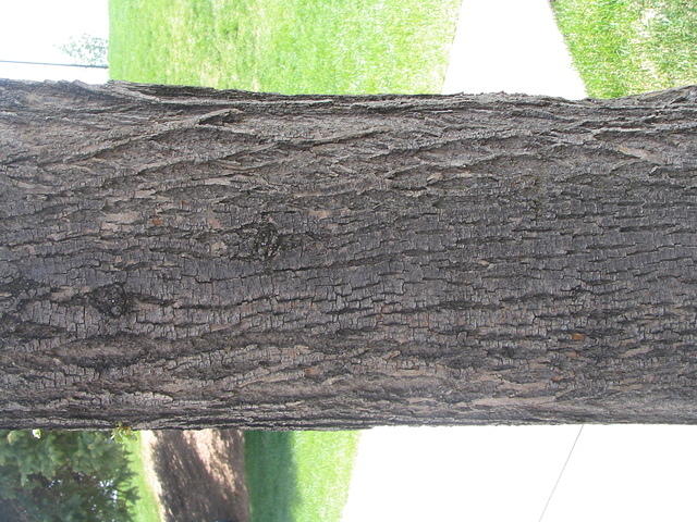 bark_010