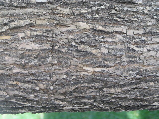 bark_014