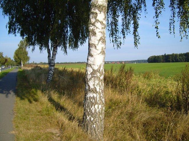 birch_tree_trunk_TT000014.JPG