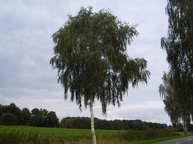 full_birch_tree_TT000027.JPG