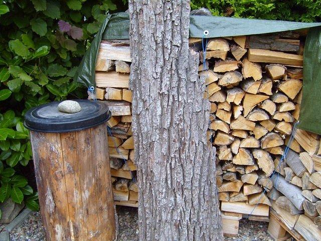 tree_bark_TT7010083.JPG