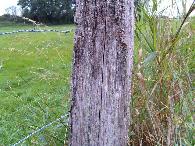 old_wood_TT7010127.JPG