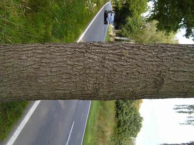 tree_trunk_TT000033.JPG