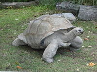 giant turtle