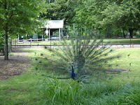 Peacock