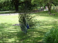 peacock