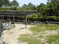 giraffe
