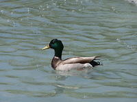 Duck on a pond