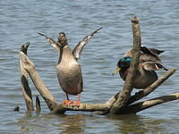 Birds on drift wood in late, Jacobson park