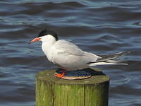 seabird Common tern (Sterna hirundo) at Vogelplas Starrevaart, Netherlands