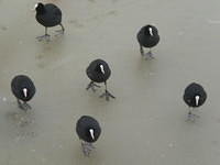 Waterbirds, six Eurasian Coots on ice