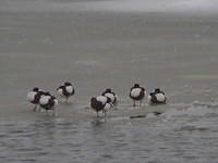 Waterbirds, Common Shelducks on ice