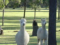 Alpaca_Boys