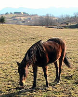 Ancient Horse - 27 Years Old