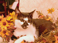 Autumn_Flowers_Kitty_Bill_Jacobus