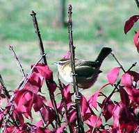 Bird In The Bush