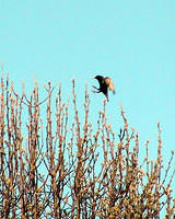 Blackbird coming in for a landing