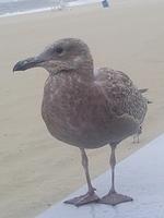 Brown Seagull Striking a Pose