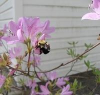 Bumble Bee on Azalea Bush in sunlight 02