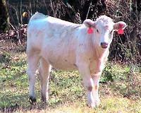 White Calf