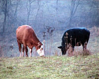 Cows grazing