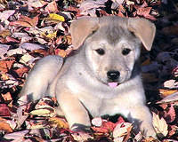 Puppy in leaves