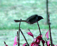 Sparrow flying