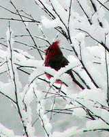 Cardinal