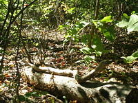 Celery_Farm-Lake-Allendale-NJ-6-wood-snake