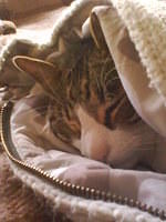 Cat sleeping under blanket