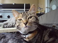 Close up of tortoise-shell-coloured tabby cat face