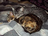 Two tabby cats cuddling each other on rug