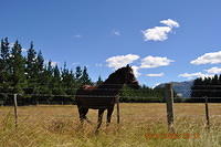 Beautiful Horse - Photographed By Jennifer Burroughs. burroughsdesign.co.nz
