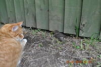 Domestic Ginger Caught A Bird - Photographed By Jennifer Burroughs. burroughsdesign.co.nz