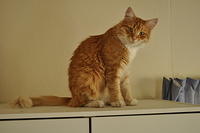 Domestic Ginger Cat Pose - Photographed By Jennifer Burroughs. burroughsdesign.co.nz