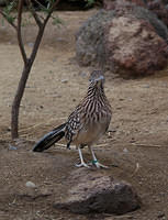 DesertPheasant