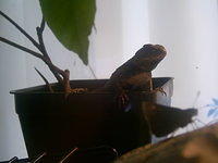 Eastern Fence Lizard with eye on the butterfly