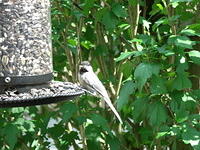 bird on feeder