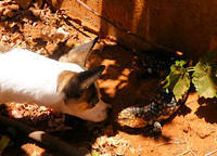 GRINGO DISCOVERS A BOBTAIL IN MY BACKYARD