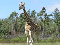 Giraffe checking us out