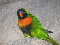 colorful bird, Lorikeet
