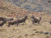 Red Deer in Glencoe