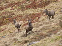 Red Deer Stag, Glencoe