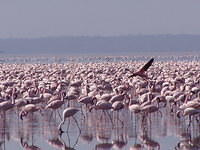 flamingoes